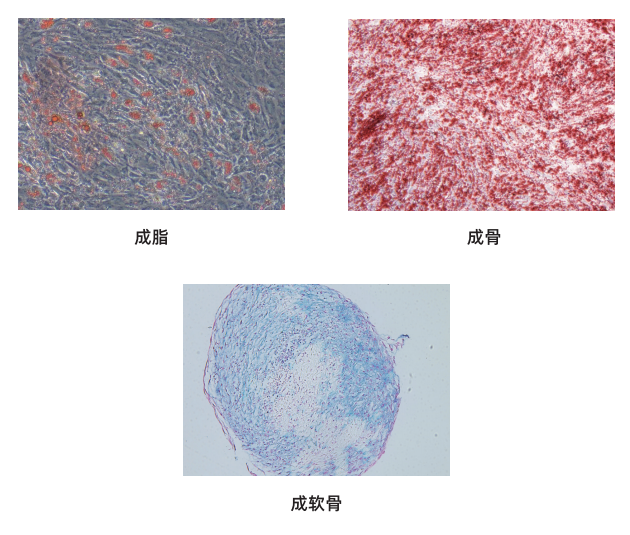 1763011940198282.png image.png